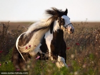 Photo de Gipsy