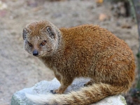 Photo de Cynictis