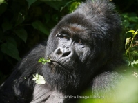 Photo de Beringueï