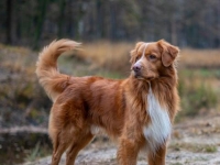Photo de Toller