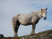 Photo de Eriskay