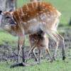 Photo de Sitatunga