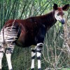 Photo de Okapi