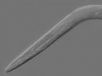 Photo de Elegans