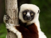 Photo de Sifaka