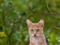 Photo de Maimanah
