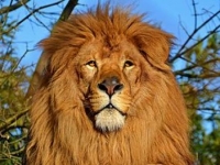 Photo de Singum