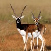 Photo de Blackbuck