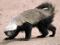 Photo de Ratel