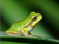 Photo de Hyla