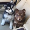 Photo de Pomsky