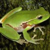 Photo de Litoria