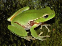 Photo de Litoria