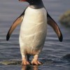 Photo de Gentoo