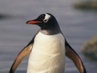 Photo de Gentoo