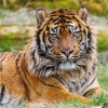 Photo de Sumatra
