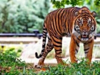 Photo de Java (tigre)