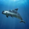 Photo de Vaquita