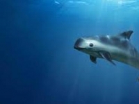 Photo de Vaquita