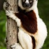 Photo de Sifaka