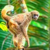 Photo de Muruqui