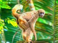 Photo de Muruqui