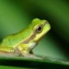 Photo de Hyla