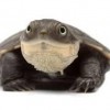 Photo de Subrufa