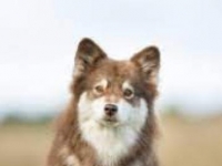 Photo de Finnois