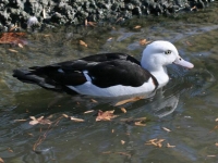 Photo de Radjah