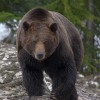 Photo de Grizzly