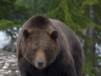 Photo de Grizzly