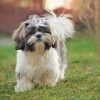 Photo de Shih-tzu
