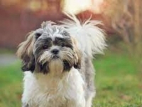 Photo de Shih-tzu