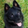 Photo de Schipperke