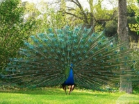 Photo de Pavo