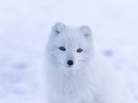 Photo de Tundra
