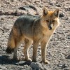 Photo de Chilla