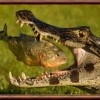 Photo de Jacara