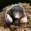 Photo de Talpidae