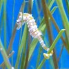 Photo de Zostera