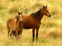 Photo de Kaimanawa