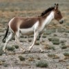 Photo de Kiang