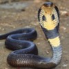 Photo de Cobra