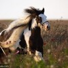 Photo de Gipsy