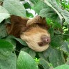 Photo de Unau