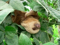 Photo de Unau