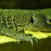 Photo de Indicus