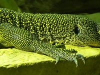 Photo de Indicus