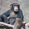 Photo de Sokwe